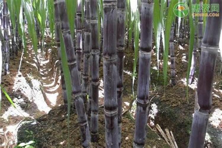 甘蔗怎样种植