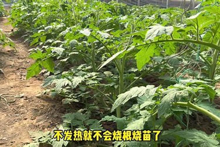 烟草赤星病怎么防治
