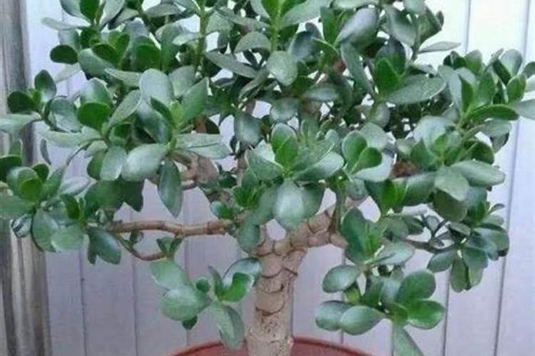 怎么样自制钙肥？