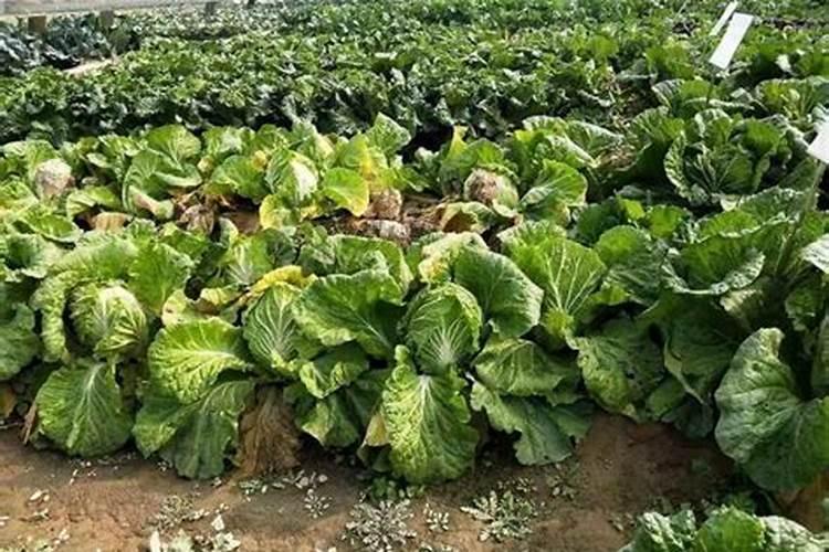 白菜怎么浇水施肥