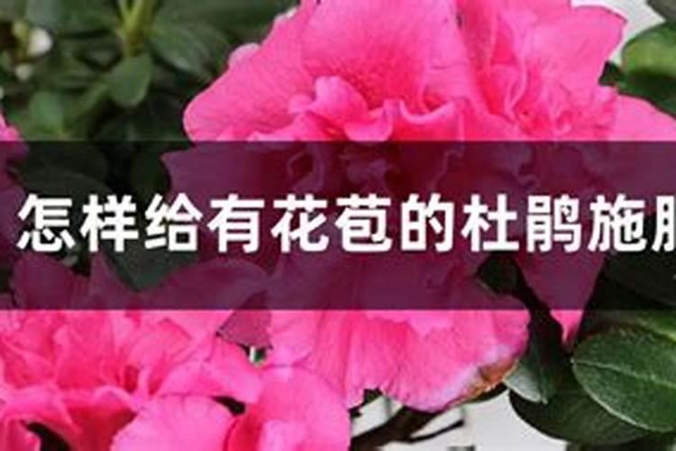 夏季杜鹃花怎么养花苞挂满枝头