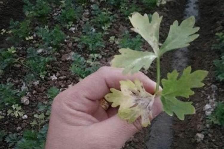 芹菜间苗后冲什么肥料
