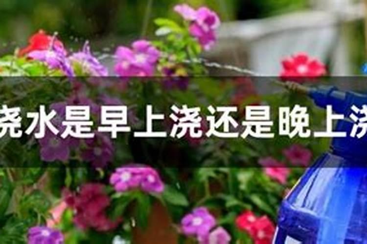 兰花喷什么叶面肥最好(兰花叶面肥喷施注意事项)