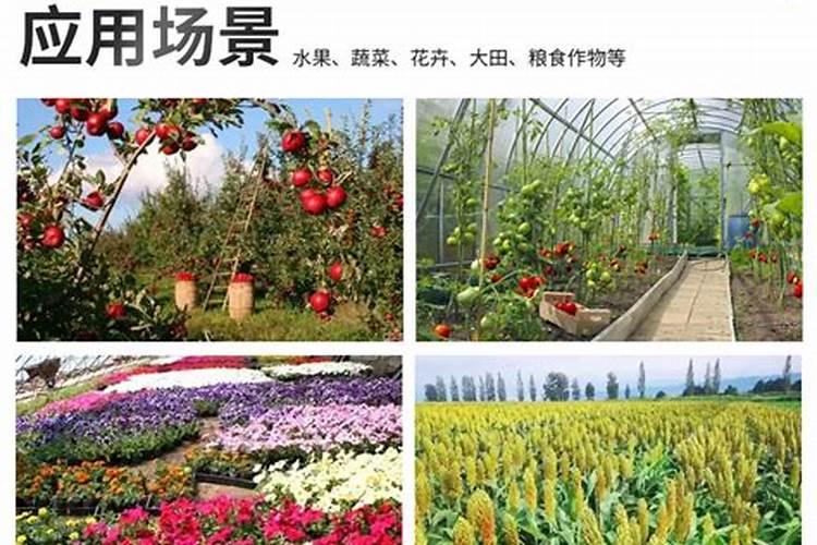 硼肥的最佳使用时期