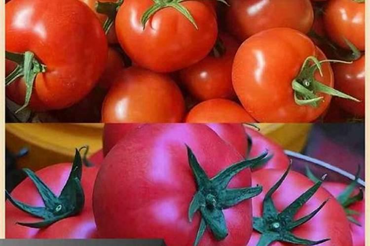 种植西红柿营养液的配方