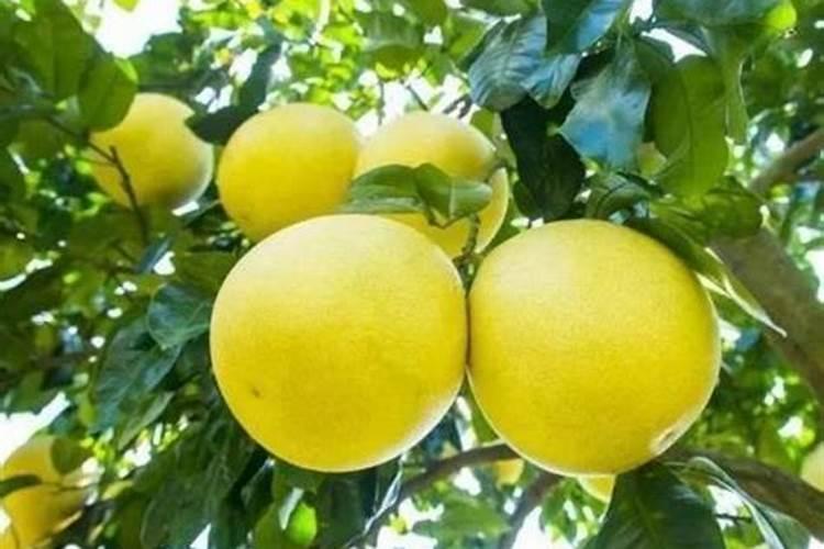柚子树施什么肥料最好