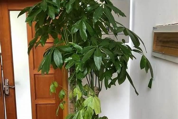 发财树多久喷一次叶面