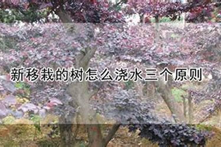 移栽大树如何施肥？