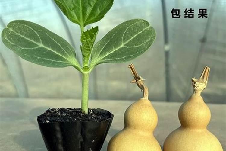 葫芦的施肥方法