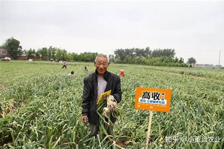 种大蒜用硫酸钾还是氯化钾好？