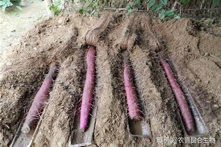 果树移栽后多久生根 如何提高移栽成功率