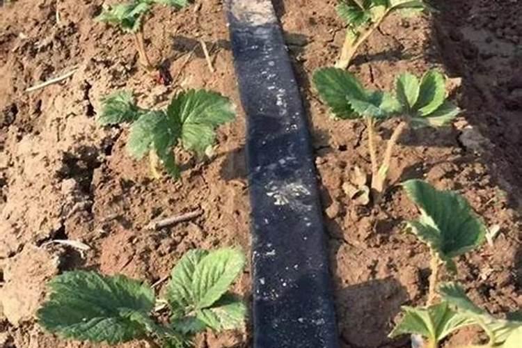 草莓种了半个月用什么肥料