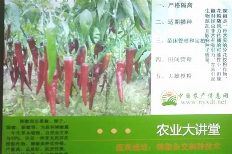 浙双3号栽培技术要点