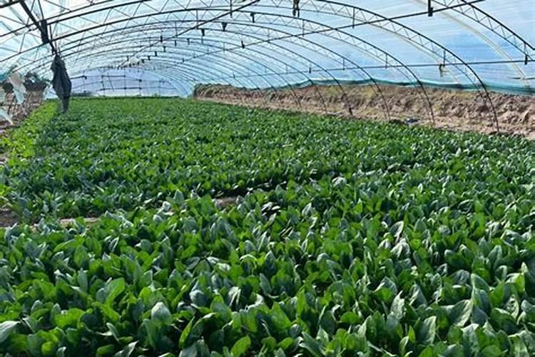 发酵的果蔬素肥有哪些