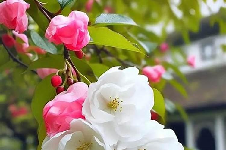 海棠花有花苞可以喷叶面肥吗
