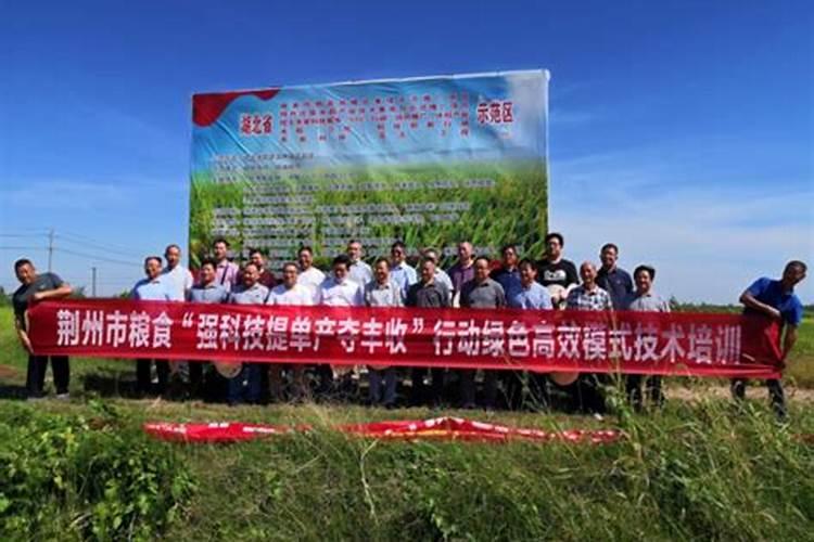 水稻什么时期施硅肥水稻施硅肥的时间
