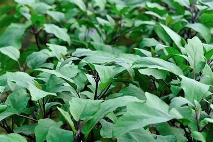 种植茄子时需要施什么肥？如何防止茄子出现病虫害？