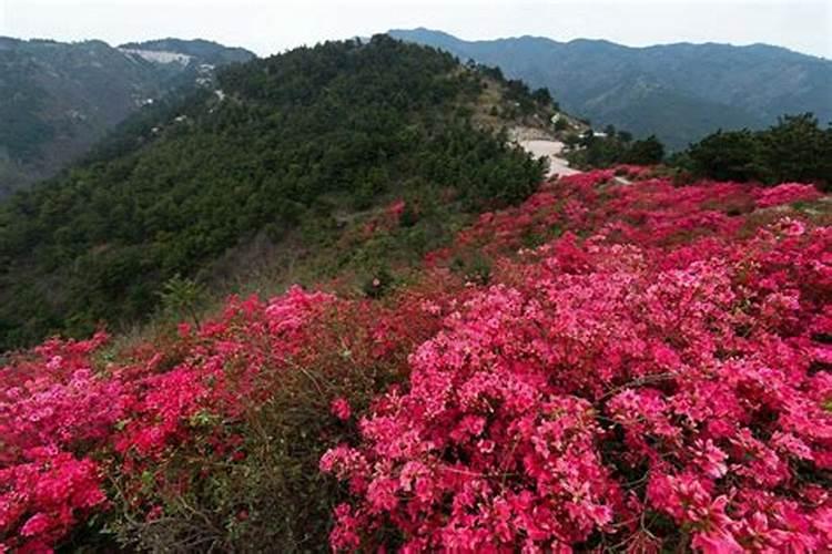 映山红移植以后可以施肥吗？