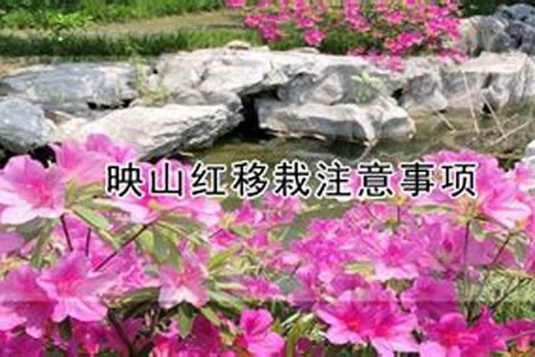 映山红移栽最佳时间 什么时候移植成活率高