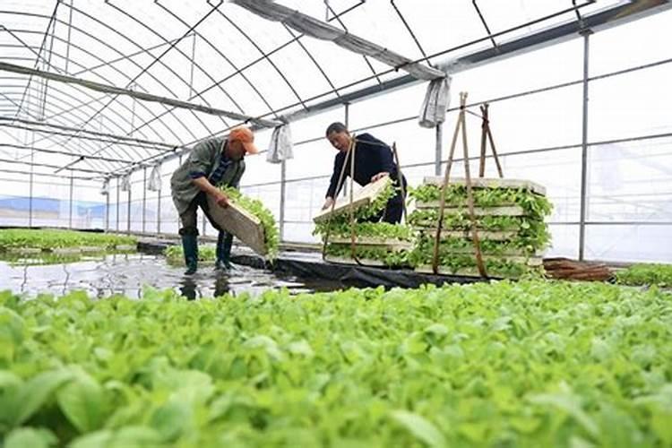 烤烟种植技术与方法