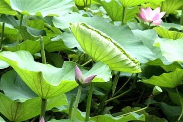 施什么肥能使令箭荷花枝条健壮？