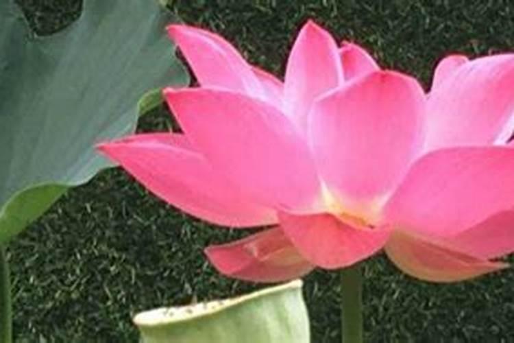 盆栽荷花施什么肥,施肥以磷钾肥为主