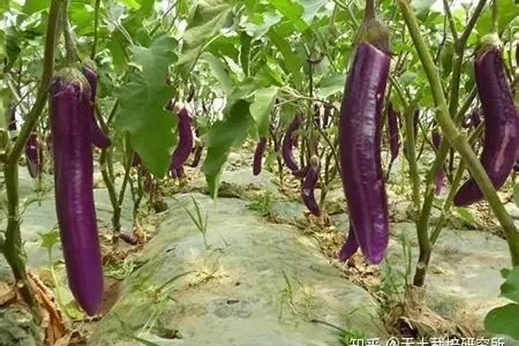 茄子增产专用肥料,茄子用什么水溶肥效果好？茄子叶面肥用昆仑风