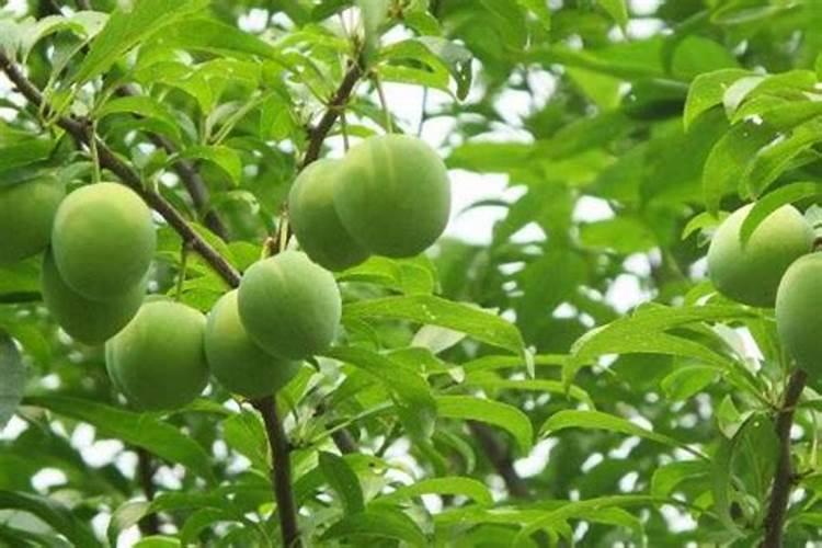 李子树秋季施什么肥？