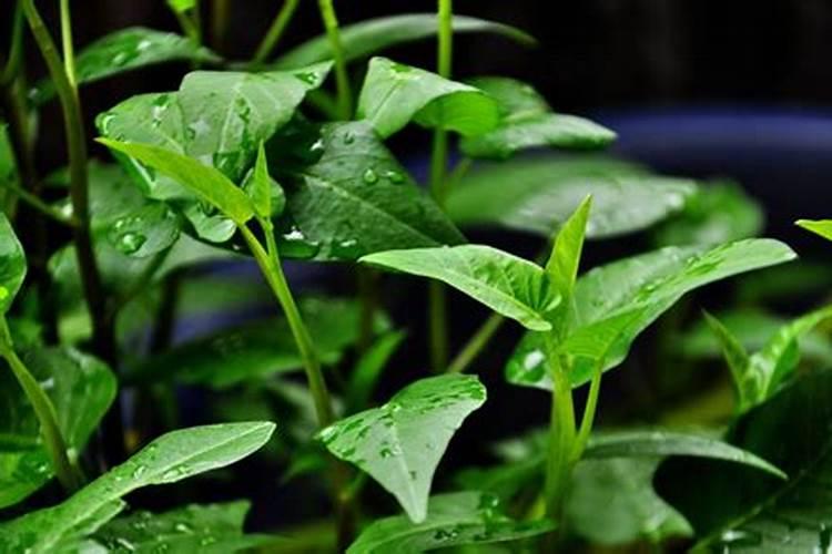 空心菜几天施一次肥