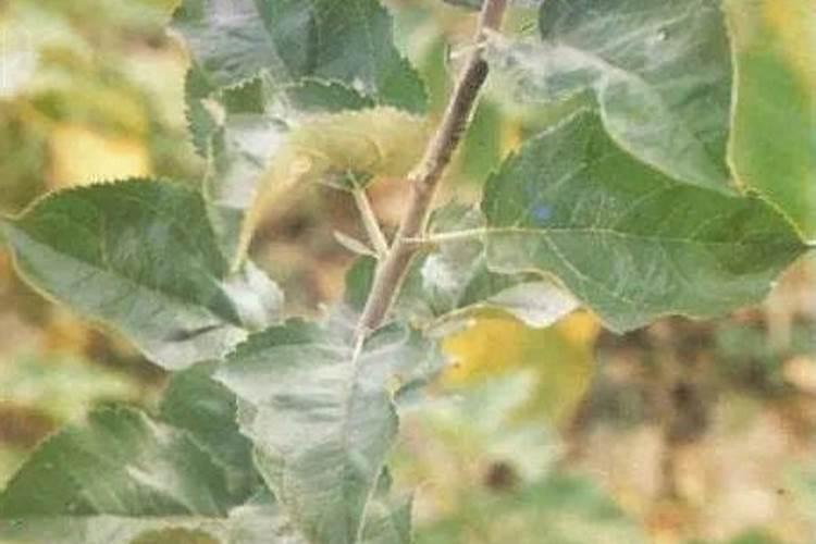 苹果树叶子有黄斑是什么原因