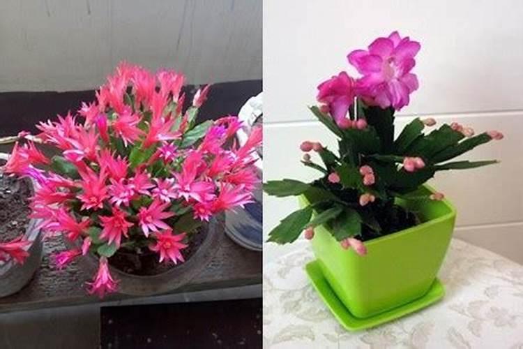 蟹爪兰花苞期间怎么浇水施肥 蟹爪兰结苞及开花期应怎样浇水和施肥