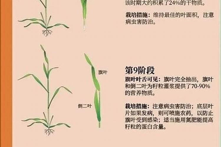 小麦喜欢什么肥料