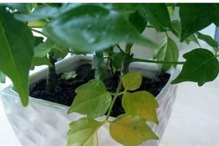 施肥过多和肥料不足导致节节高叶子发黄怎么办？