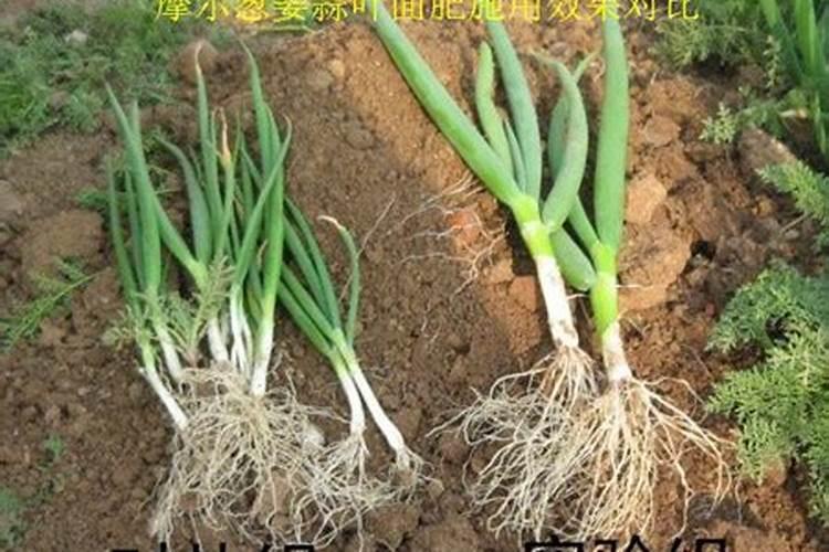 大葱用什么杀菌剂和叶面肥好