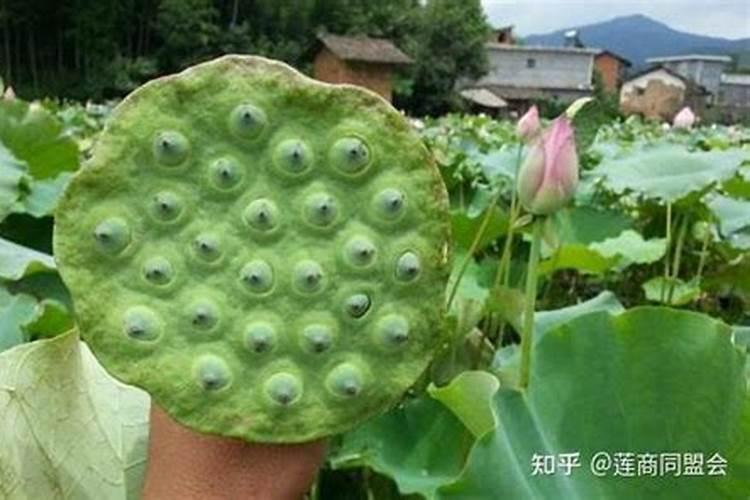 莲子怎么种好