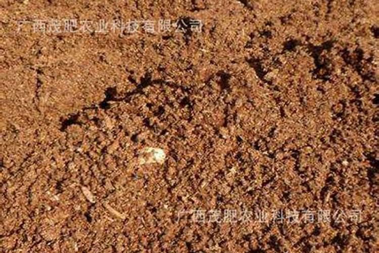 想在家里养花必看的技巧