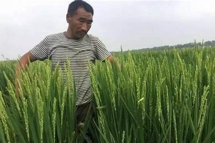 种植水稻用什么肥料好