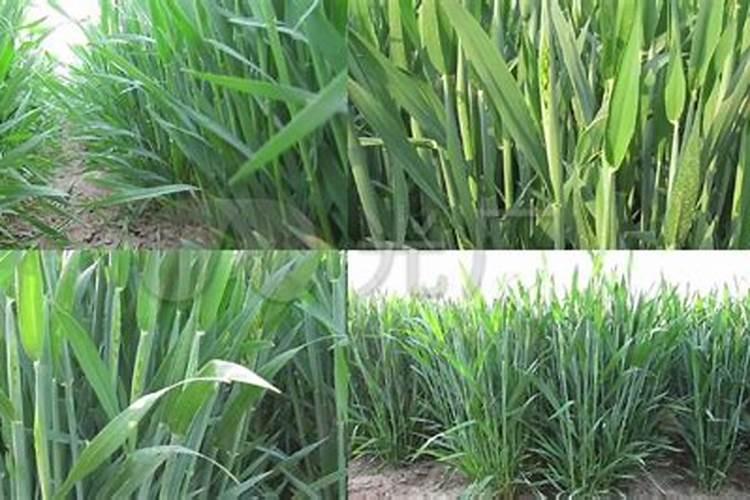农村种植水稻时,喷施磷肥的话对水稻有影响吗？