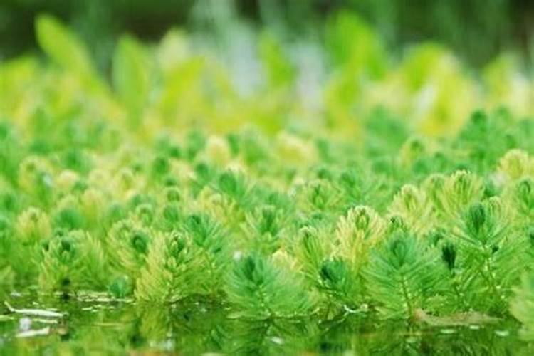 浇花的水如果长绿藻了,还可以用么？