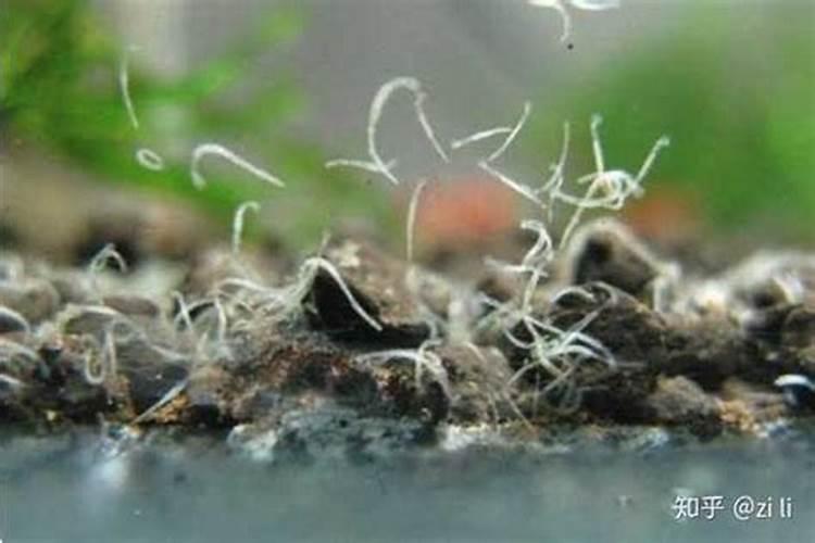 鱼感染霉菌发生了是有肉眼看不见的蛋白虫吗？