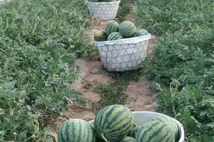 种植西瓜,主要步骤是什么？