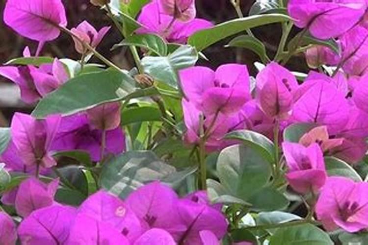 三角梅在开花期间时应该怎么给浇水,控水