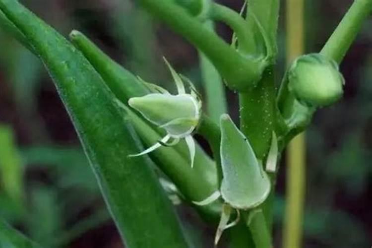 三十烷醇和芸苔素区别