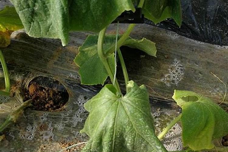 硼肥对油菜的作用及施用方法花卉百科