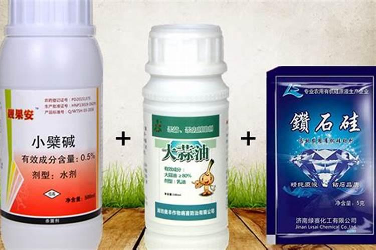 我的黄瓜是细菌性角斑病吧？