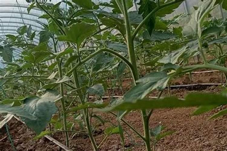 果树如何合理施用水溶肥