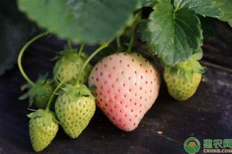 草莓移栽后多久施肥 草莓移栽后的施肥时间