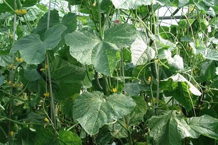 微量元素肥料有哪些 微量元素肥料有什么作用