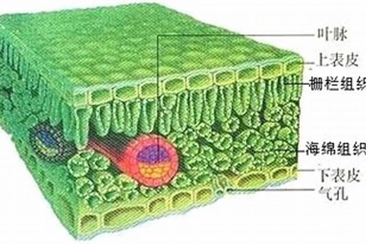 叶面肥的作用与功效