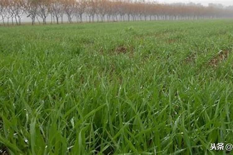 球兰施什么肥最好